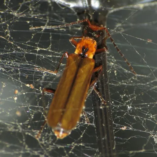 Dichelotarsus cavicollis