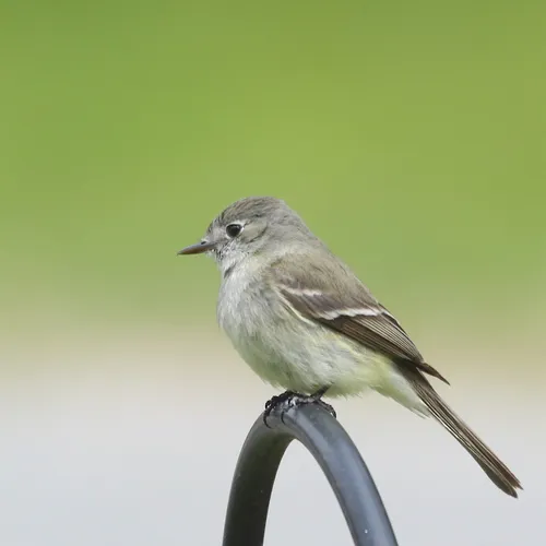 Dusky Flycatcher