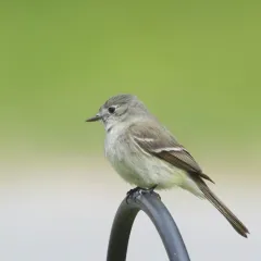 Dusky Flycatcher thumbnail 1