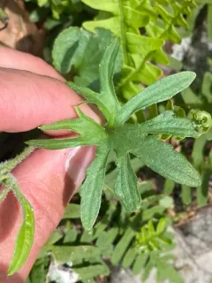 Viola baxteri thumbnail 4