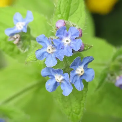 Green Alkanet