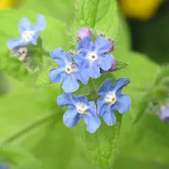 Green Alkanet thumbnail 1