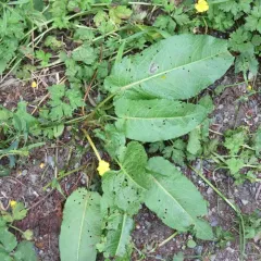 broad-leaved dock thumbnail 4