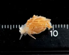 club-gilled nudibranch thumbnail 4