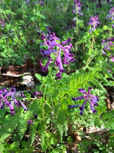 Incised Fumewort