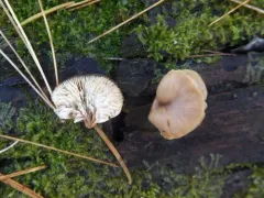 Lentinellus flabelliformis thumbnail 4