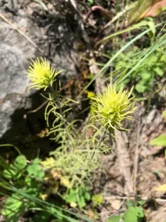 Deer Paintbrush thumbnail 2