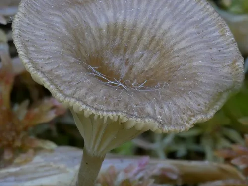 Arrhenia gerardiana