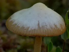 Sphagnum-bog Galerina thumbnail 1