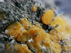 Ramsbottomia crechqueraultii thumbnail 1