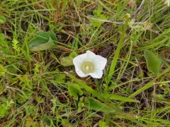 Nightblooming False Bindweed thumbnail 3