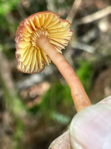 Gliophorus sciophanus