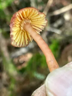 Gliophorus sciophanus thumbnail 1