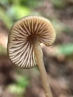 papillate pinkgill thumbnail 3