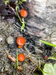 Scutellinia gintlii thumbnail 3