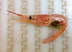 Bristled Longbeak thumbnail 1