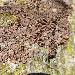Naked Kidney Lichen thumbnail 1