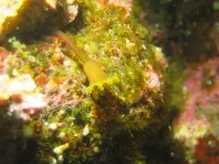 Manania gwilliami thumbnail 3