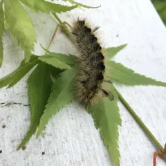 Silver-spotted Tiger Moth thumbnail 2