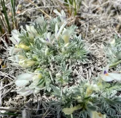 Threeleaf Milkvetch thumbnail 4