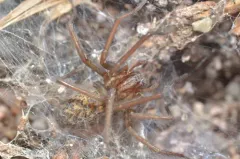 Northern Spurred Woodland Funnelweaver thumbnail 1