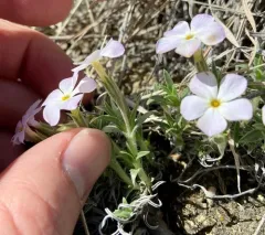 Alyssum-leaf phlox thumbnail 2
