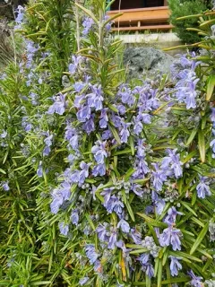 Rosemary thumbnail 2