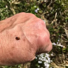 Parenthesis Lady Beetle thumbnail 4