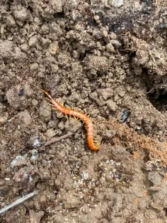 Western Fire Centipede thumbnail 4