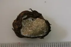 Rhizopogon alexsmithii thumbnail 3