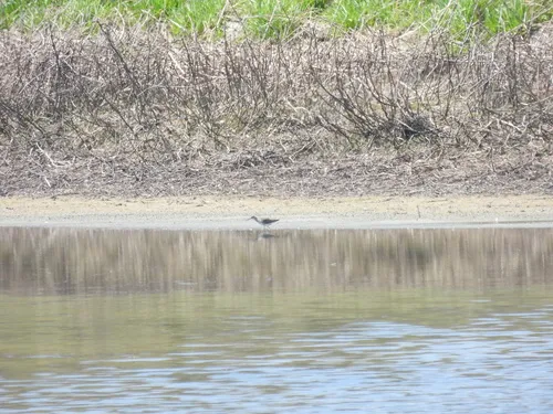Marsh Sandpiper