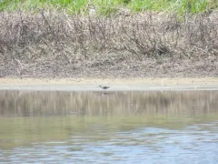 Marsh Sandpiper thumbnail 1