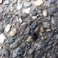 European Gazelle Beetle thumbnail 1