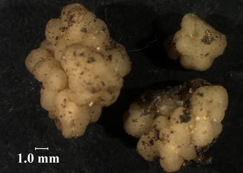 Myrmecocystis cerebriformis
