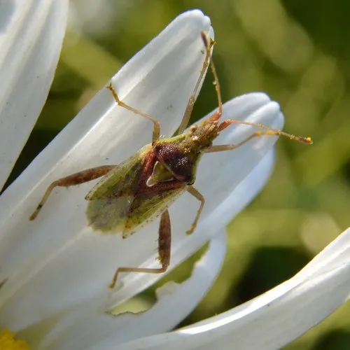 Harmostes reflexulus