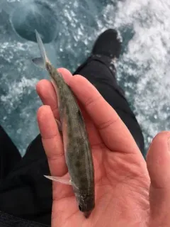 Bonneville whitefish thumbnail 2