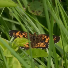 Harris's Checkerspot thumbnail 3
