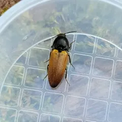 Ampedus vitiosus thumbnail 3
