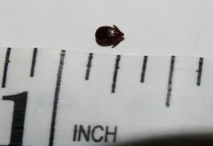 Brown Dog Tick thumbnail 4