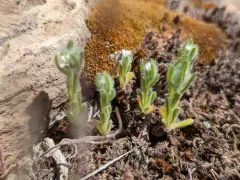 Clearwater cryptantha thumbnail 3