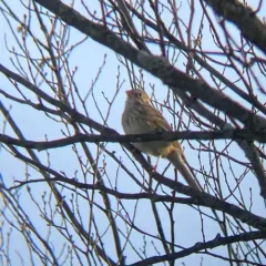 Vesper Sparrow thumbnail 4