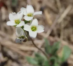 Carolina draba thumbnail 2