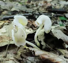 Helvella stevensii thumbnail 2