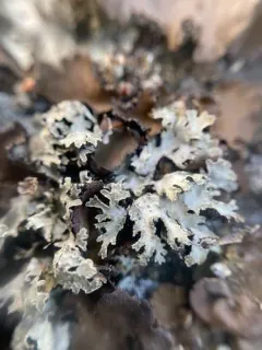 Pea-green Shield Lichen thumbnail 4