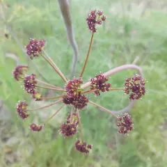 Carrotleaf Biscuitroot thumbnail 3