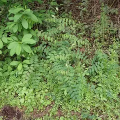 Leafy Pea thumbnail 1