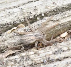 Five-striped Spider thumbnail 1