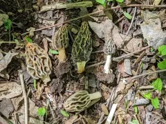 Tulip Morel thumbnail 3