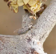 Bactericera arbolensis thumbnail 2