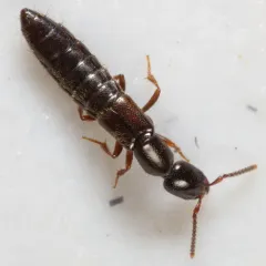 Linear Rove Beetle thumbnail 4